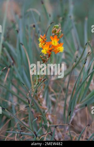 Bulbine frutescens „Hallmark“ Stockfoto