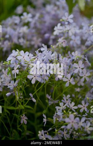 Phlox Divaricata "Wolken von Parfüm" Stockfoto