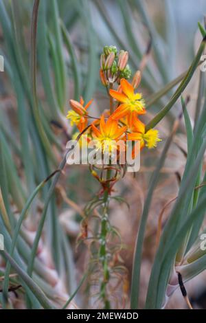 Bulbine frutescens „Hallmark“ Stockfoto