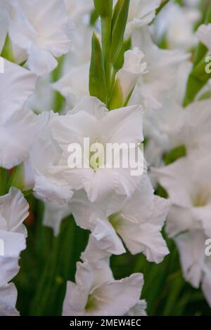 Gladiolus Bangladesch Stockfoto