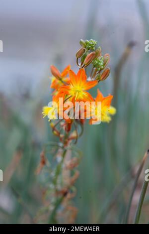 Bulbine frutescens „Hallmark“ Stockfoto