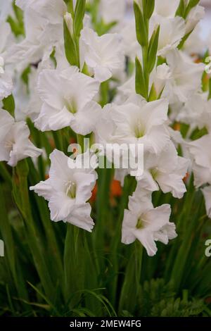 Gladiolus Bangladesch Stockfoto