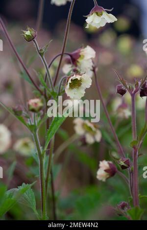 Geum „Maddy Prior“ Stockfoto