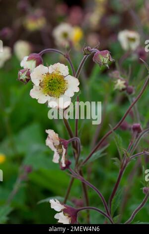 Geum „Maddy Prior“ Stockfoto