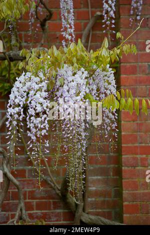 Wisteria Floribunda "Kuchi-Beni" Stockfoto