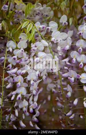 Wisteria Floribunda "Kuchi-Beni" Stockfoto