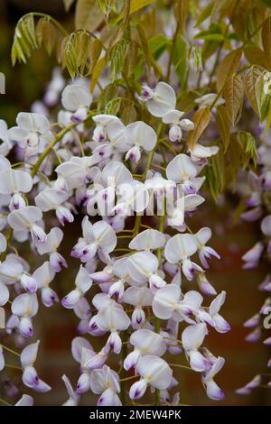 Wisteria Floribunda "Kuchi-Beni" Stockfoto