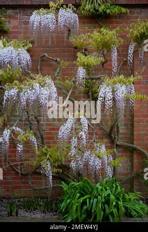 Wisteria Floribunda "Kuchi-Beni" Stockfoto