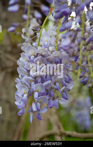 Wisteria Sinensis "Prolific" Stockfoto