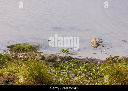 Das siamesische Krokodil (Crocodylus siamensis) auf einem Bau Sau (Krokodilsee), Nam Cat Tien Nationalpark, Vietnam Stockfoto