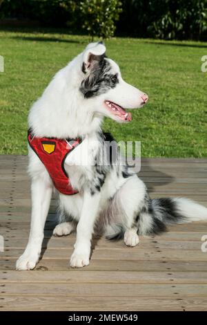 Haustier; wunderschöner weißer australischer Schäferhund mit schwarzen Flecken. Stockfoto