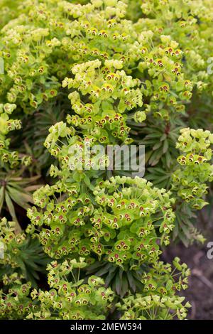 Euphorbia x martini „Baby Charm“ Stockfoto