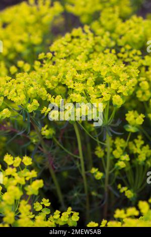 Euphorbia Cyparissias 'Fens Ruby' Stockfoto