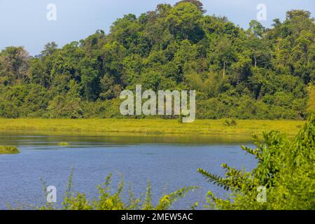 Bau Sau (Krokodilsee), Nam Cat Tien Nationalpark, Vietnam Stockfoto