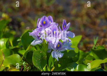 Pontederia crassipes (früher Eichhornia crassipes), gemeinhin als gewöhnliche Wasserhyazinthen bekannt Stockfoto