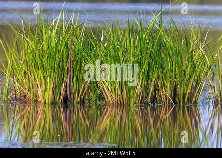 Bau Sau (Krokodilsee), Nam Cat Tien Nationalpark, Vietnam Stockfoto