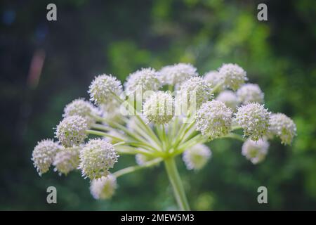 Angelica Archangelica officinalis, Umbelliferen, Blütenhummeln und Fliegen füttern Nektar, feuchte Wiese, Arzneipflanze, Phytotherapie - Engel Archangel M. Stockfoto