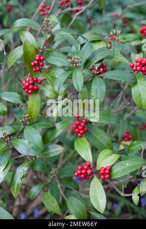 Skimmia Japonica Subspecies Reevesiana "Chilan Choice" Stockfoto