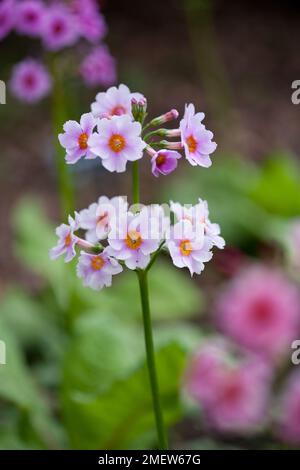 Primula-Candelabra-Hybriden Stockfoto