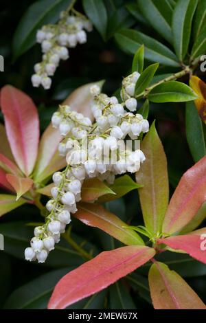 Pieris formosa var forrestii „Wakehurst“ Stockfoto