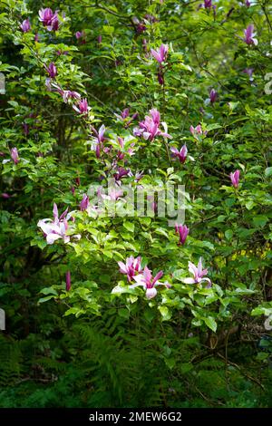 Magnolia Liliiflora 'Nigra' Stockfoto