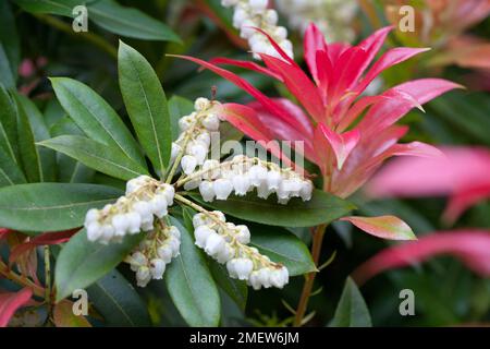 Pieris formosa var forrestii „Wakehurst“ Stockfoto