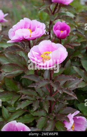 Paeonia mascula subsp russoi Stockfoto