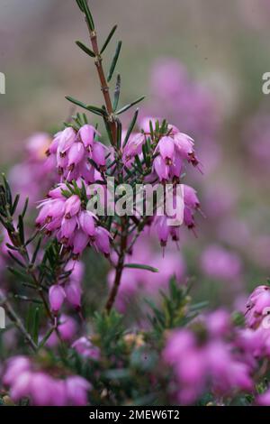 Erica x Darleyensis 'Ghost Hills' Stockfoto