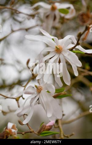 Magnolia Stellata 'Rosea' Stockfoto