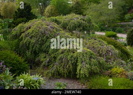 Cedrus deodara „Feelin“ Blue Stockfoto