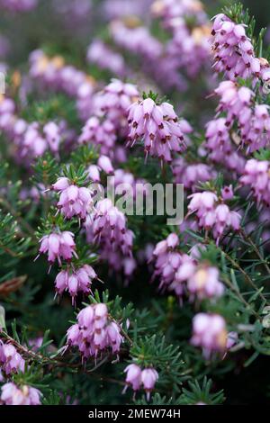 Erica X darleyensis "Darley Dale" Stockfoto