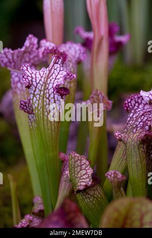 Sarracenia x mitchelliana Stockfoto