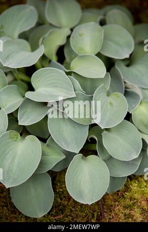 Hosta „Blue Mouse Ears“ Stockfoto