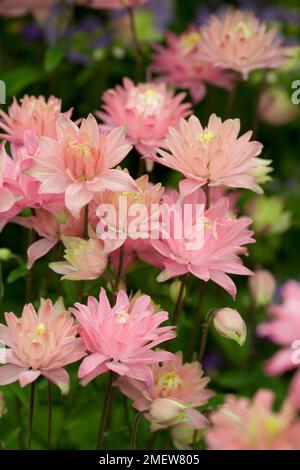 Aquilegia vulgaris „Clementine Salmon Rose“ Stockfoto