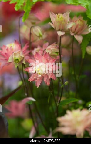 Aquilegia vulgaris „Clementine Salmon Rose“ Stockfoto