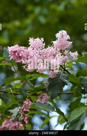 Syringa X josiflexa 'Bellicent' Stockfoto