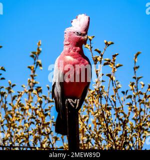 Ein Porträt von rosa-grauem Kakadu auf einem Baum Stockfoto