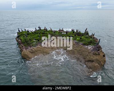 Blick auf St. Baldred's Boat Rock Outcrop und Seevögel am Seacliff Beach in der Nähe von North Berwick in East Lothian, Schottland, Vereinigtes Königreich Stockfoto