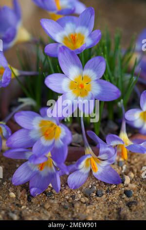 Crocus sieberi subsp sublimis „Tricolor“ Stockfoto