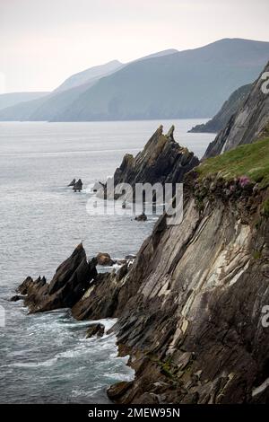 Blick auf Blasket Sound und Great Blasket Island von den Klippen am Coumeenole am Wild Atlantic Way. County Kerry, irland Stockfoto