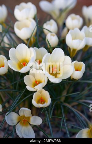 Crocus Chrysanthus 'Cream Beauty' Stockfoto