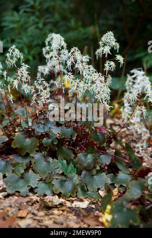 Saxifraga „Rubrifolia“ (Fortunei) Stockfoto