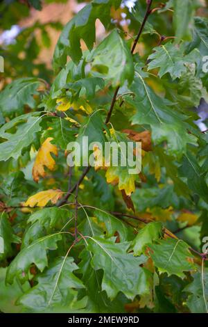 Quercus Rubra 'Aurea' Stockfoto