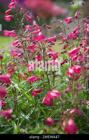 Penstemon "Andenken ein Friedrich Hahn" Stockfoto