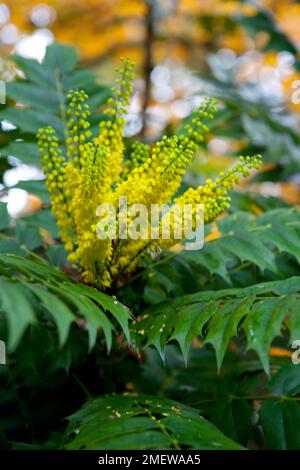 Mahonia x Media 'Winter Sun' Stockfoto