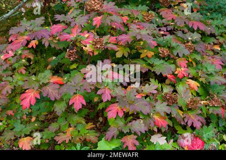 Hydrangea quercifolia Schneekönigin „Flemygea“ Stockfoto