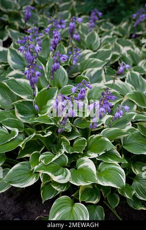 Hosta ventricosa var aureomaculata Stockfoto