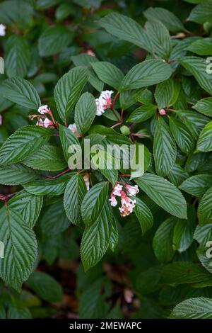 Viburnum X bodnantense "Dawn" Stockfoto