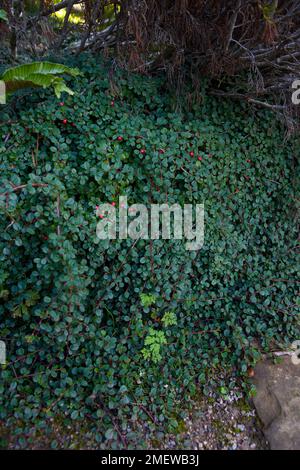 Cotoneaster procumbens „Queen of Carpets“ Stockfoto