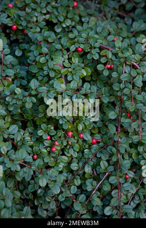 Cotoneaster procumbens „Queen of Carpets“ Stockfoto